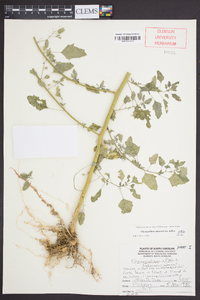 Chenopodium album var. missouriense image