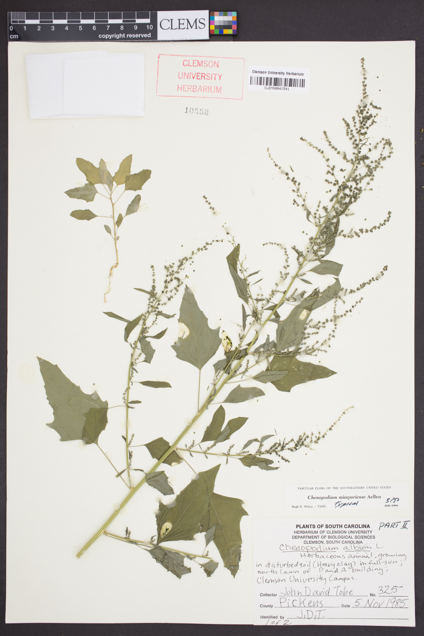 Chenopodium album var. missouriense image