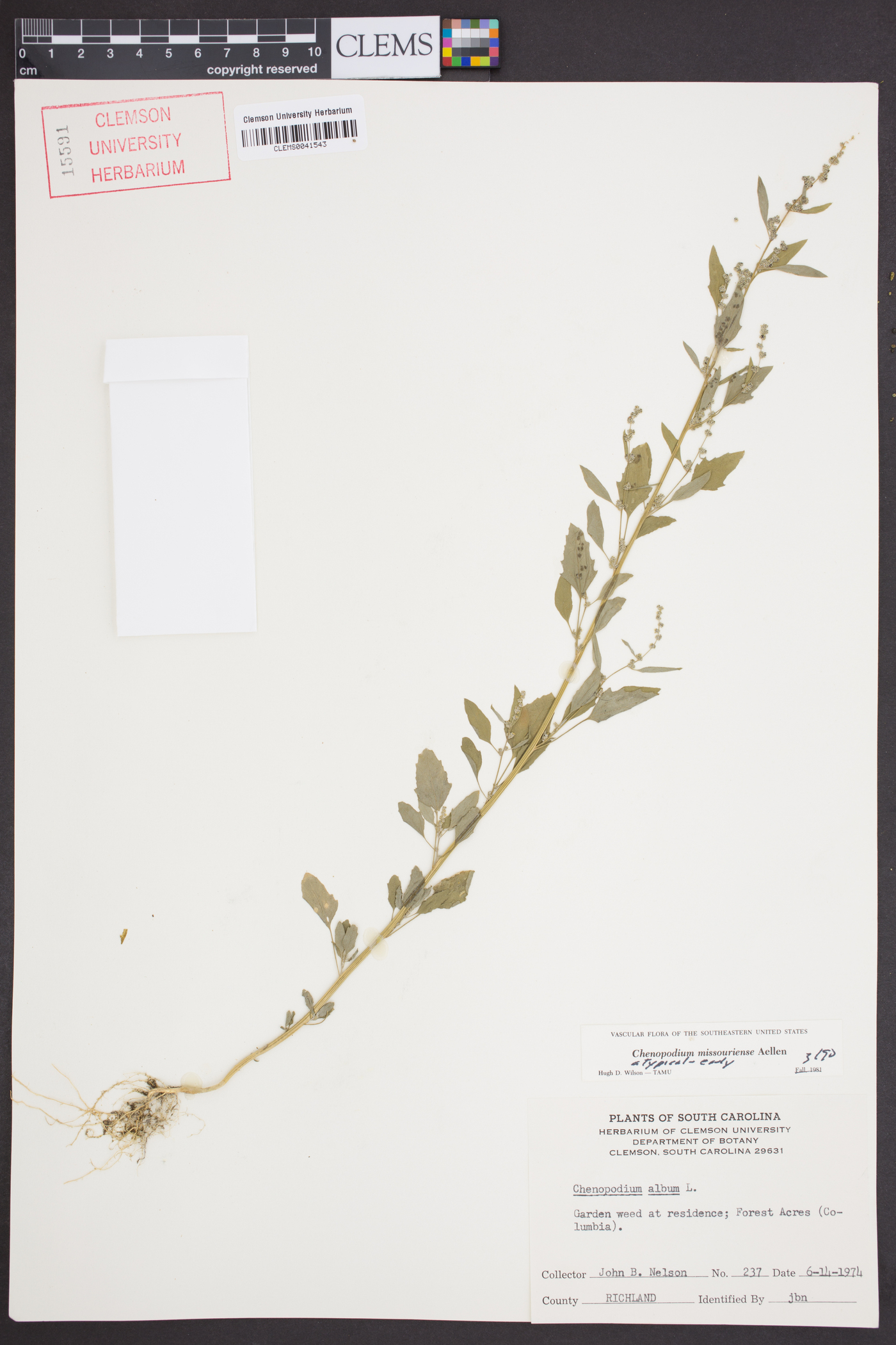 Chenopodium album var. missouriense image