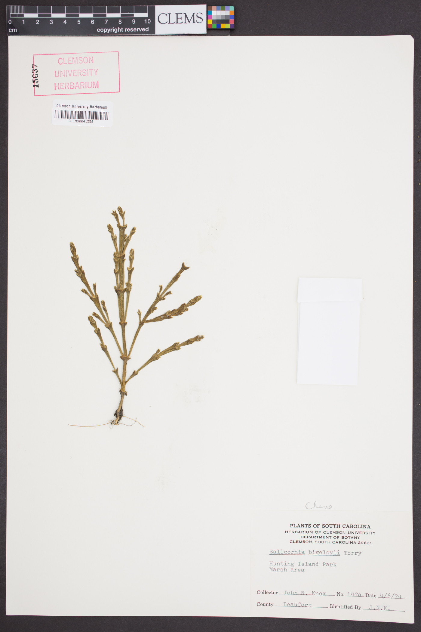 Salicornia bigelovii image