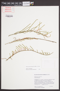 Sarcocornia perennis image