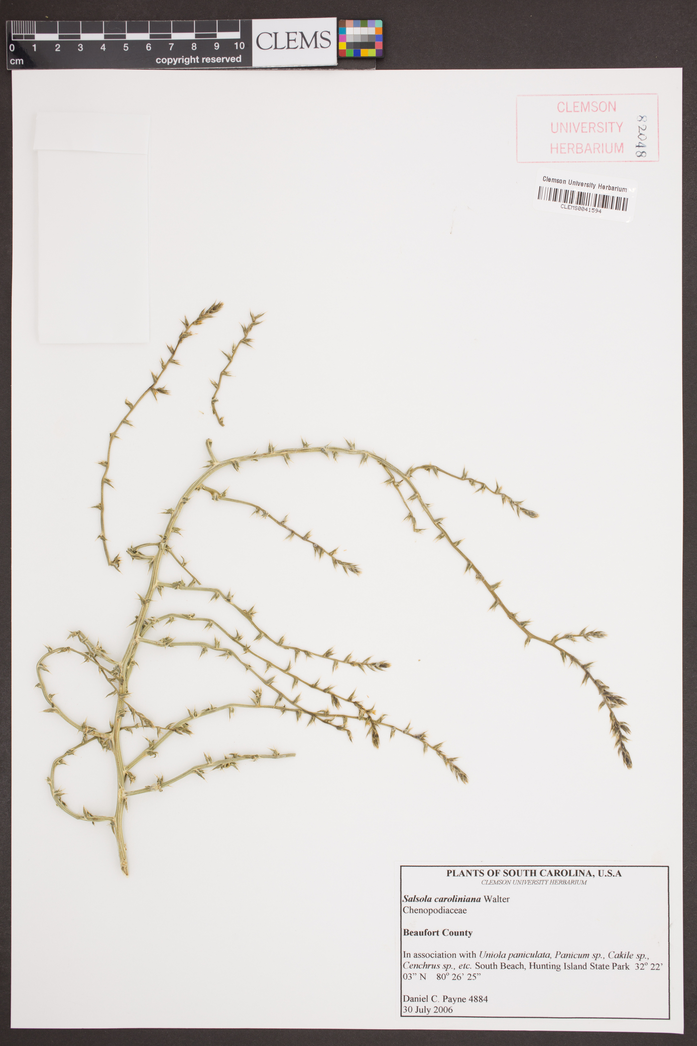 Salsola caroliniana image