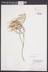 Salicornia perennis image