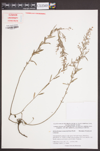 Helianthemum rosmarinifolium image