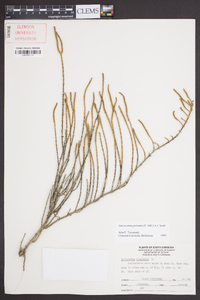 Sarcocornia perennis image