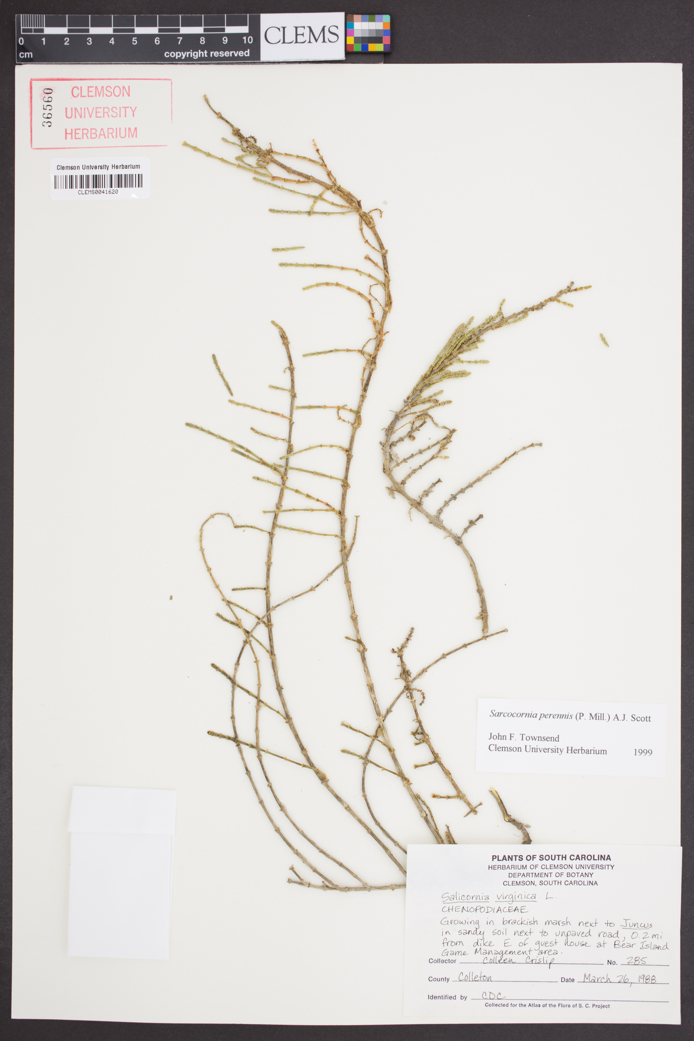 Salicornia perennis image