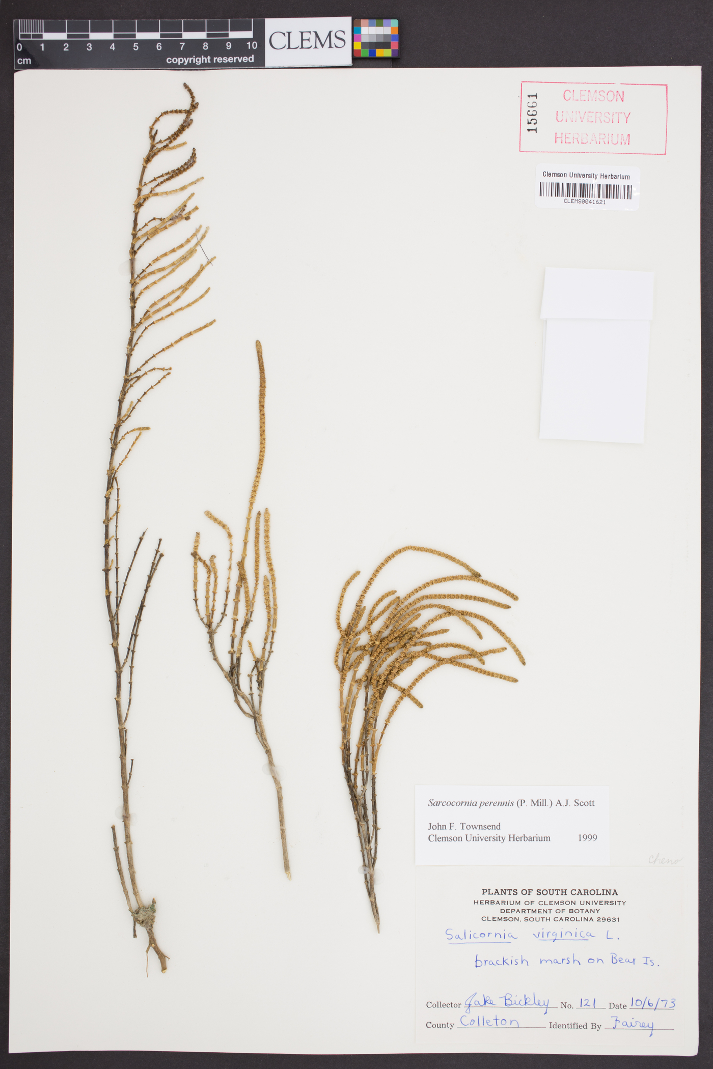 Salicornia perennis image