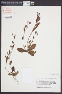 Helianthemum carolinianum image