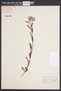 Helianthemum corymbosum image