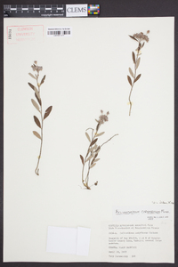 Helianthemum corymbosum image