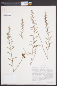 Helianthemum rosmarinifolium image