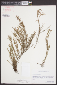 Hudsonia ericoides image