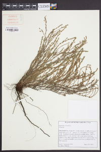 Hudsonia ericoides image