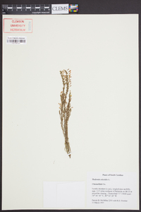 Hudsonia ericoides image