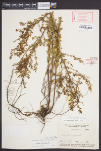 Lechea mucronata image