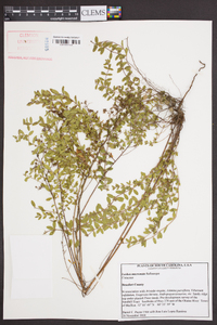 Lechea mucronata image