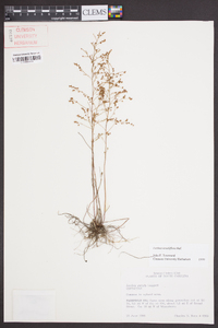 Lechea sessiliflora image