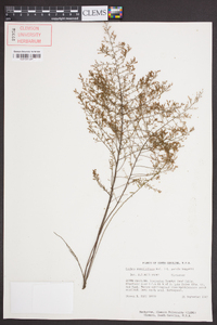 Lechea sessiliflora image