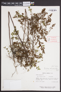 Lechea mucronata image