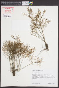 Lechea sessiliflora image