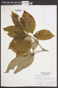 Clethra acuminata image