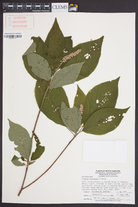 Clethra acuminata image