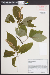 Clethra acuminata image