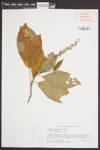 Clethra acuminata image