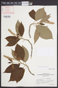 Clethra acuminata image