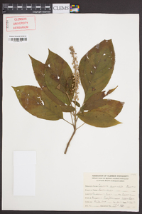 Clethra acuminata image