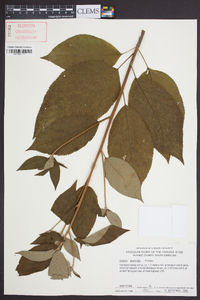 Clethra acuminata image