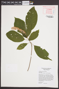 Clethra acuminata image