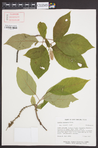 Clethra acuminata image