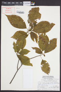 Clethra acuminata image