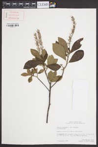 Clethra alnifolia image