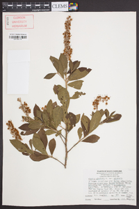 Clethra alnifolia image