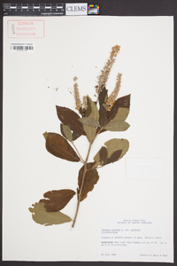 Clethra alnifolia var. alnifolia image