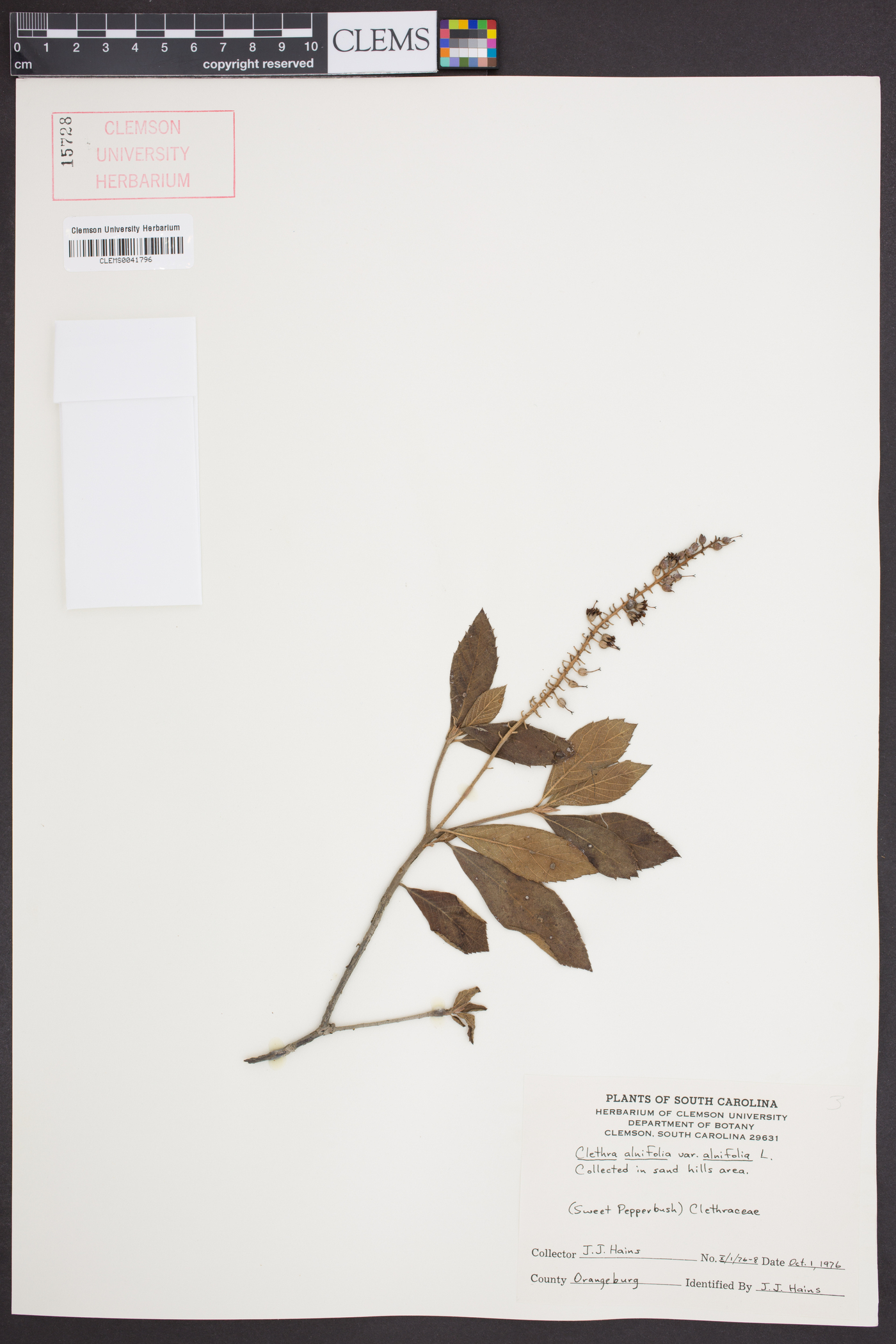 Clethra alnifolia var. alnifolia image