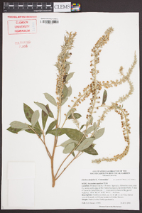 Clethra alnifolia image