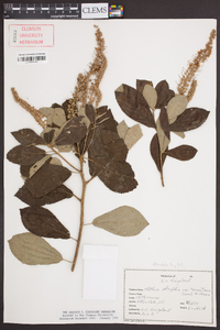 Clethra alnifolia var. tomentosa image