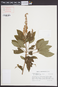 Clethra alnifolia image