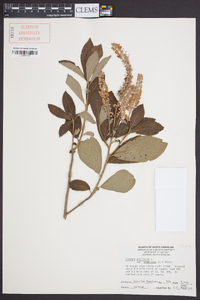 Clethra alnifolia var. tomentosa image