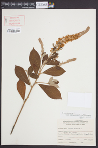 Clethra alnifolia var. tomentosa image