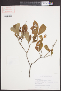 Clethra alnifolia image