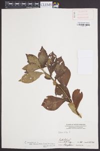 Clethra alnifolia var. tomentosa image