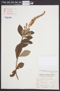 Clethra alnifolia var. tomentosa image