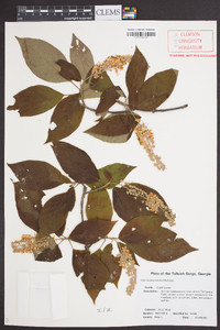 Clethra acuminata image