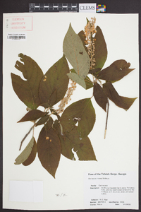 Clethra acuminata image