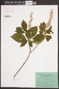 Clethra acuminata image