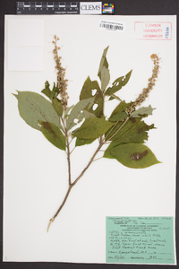 Clethra acuminata image